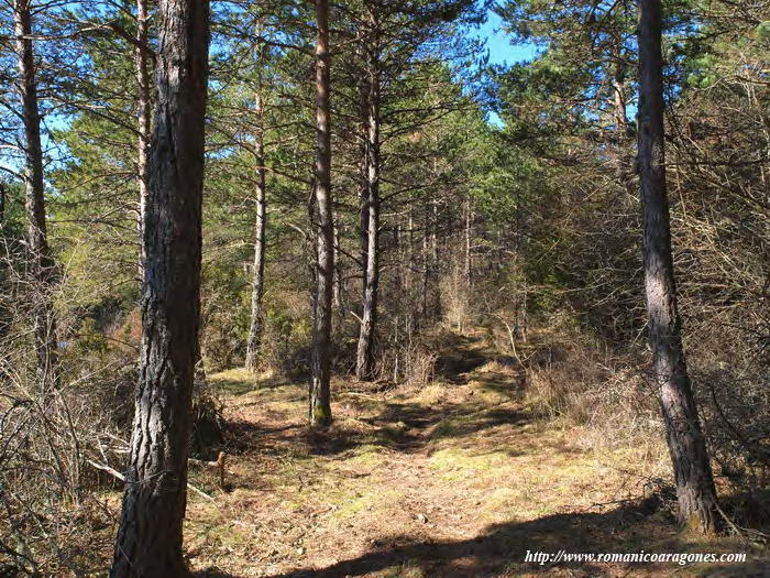 BOSQUE QUE HA OCULTADO LO POCO QUE RESTA DE USIETO